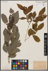 Foto von Salix caprea L.